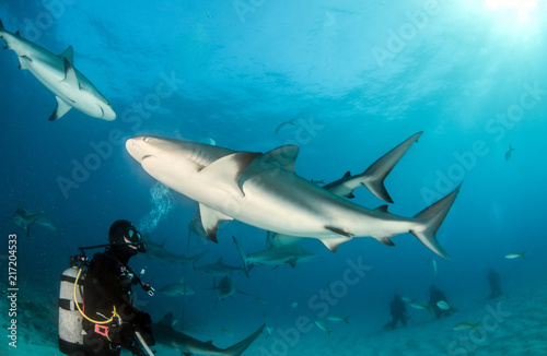Wallpaper Mural Caribbean reef shark at the Bahamas Torontodigital.ca