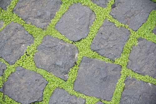 moss growing on cobblestone 