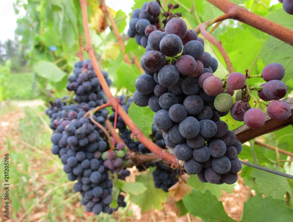 Raisins en maturation avant les vendanges