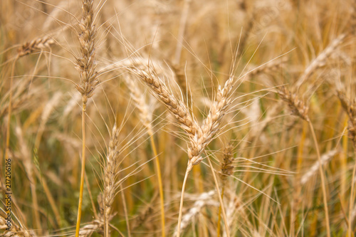 Wheat plants close up, wheat herbs growing in the field © saint_antonio