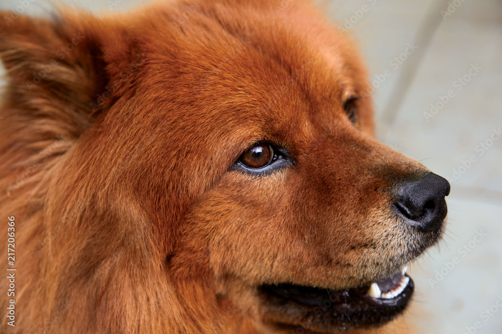 Chow Chow