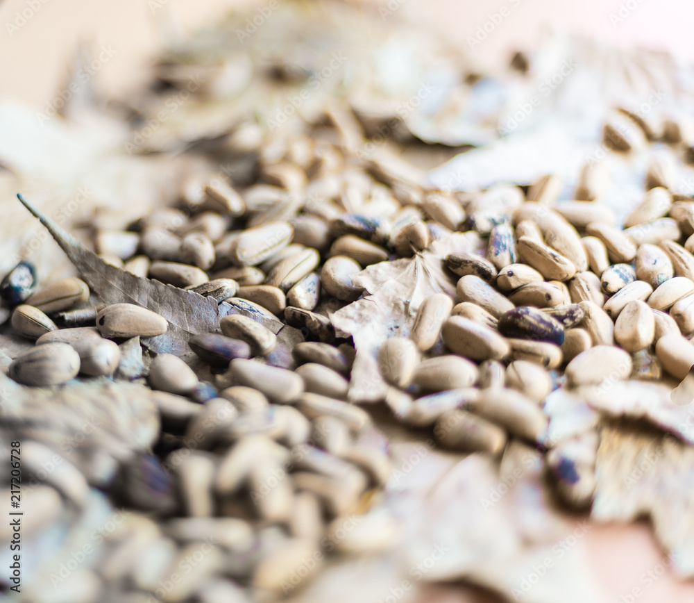 Obraz premium Autumn background with pine nuts on dried leaves