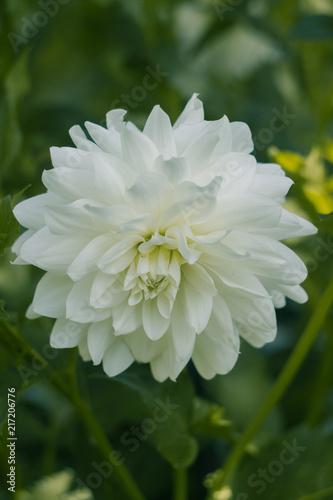 Fototapeta Naklejka Na Ścianę i Meble -  Large white head of flower close-up. White dahlia on a green background. 