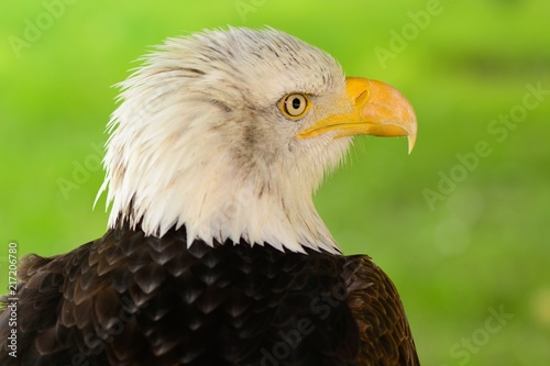 Head shot of a bald eagle (haliaeetus leucocephalus)