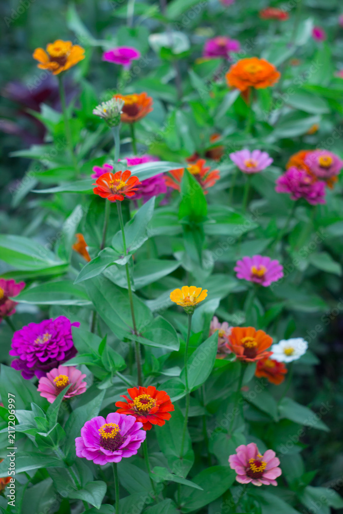 Multicolored bright flowers in the garden. Colorful floral background