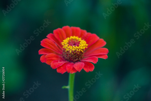 Large red head of flower close-up. Bright flowers on dark background.