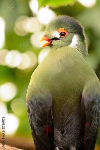 Guinea turaco (Tauraco persa) photo