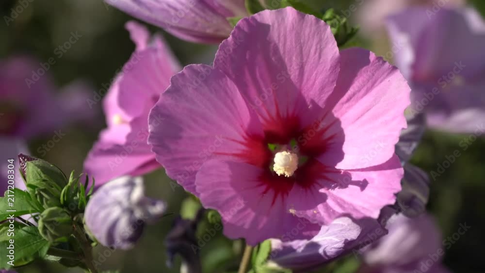 Close-up purple flower swaying in the wind. Close-up purple flower swaying in the wind.