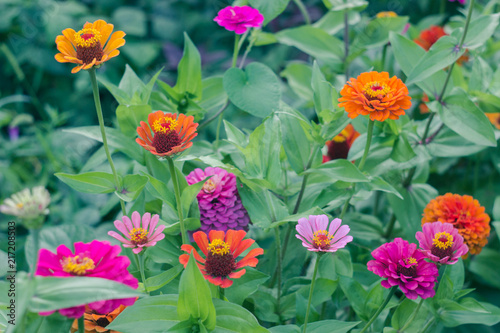 Fototapeta Naklejka Na Ścianę i Meble -  Multicolored bright flowers in the garden. Colorful blooming Majors