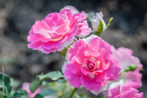 Beautiful pink rose flower in roses garden. Top view. Soft focus.