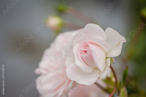 Beautiful pink rose flower in roses garden. Top view. Soft focus.