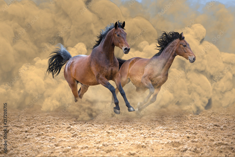 Fototapeta Dwa konie galopujące po burzy piaskowej
