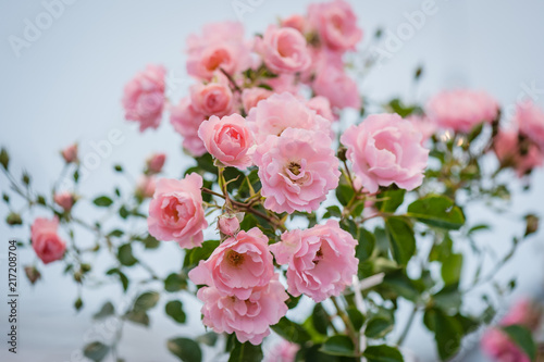 Beautiful pink climbing roses in summer garden with white background. Soft focus. © Regina