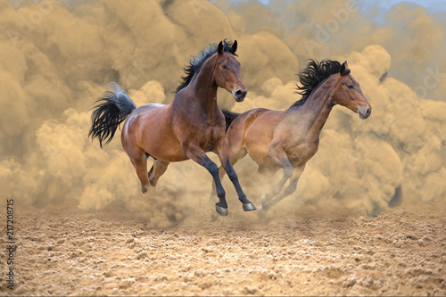 Two bay horses run fast from the dust storm