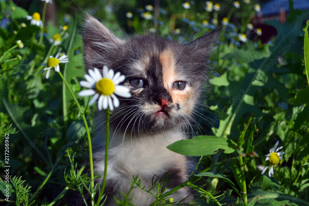 Chamomile & kitten Chamomile & kitten