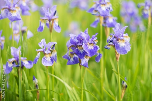 Fototapeta Naklejka Na Ścianę i Meble -  Iris flowers, summer field, outdoor. Background