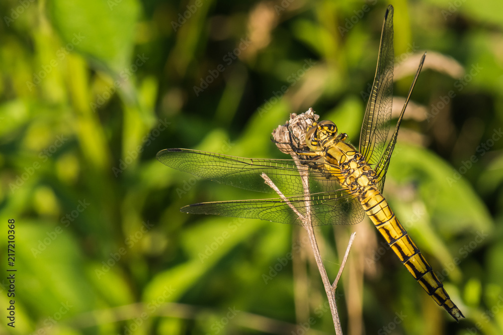A Beautiful Yellow Dragonfly Resting on a Plant Before Next Takeoff