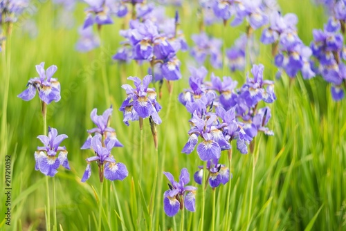 Fototapeta Naklejka Na Ścianę i Meble -  Iris flowers, summer field, outdoor. Background