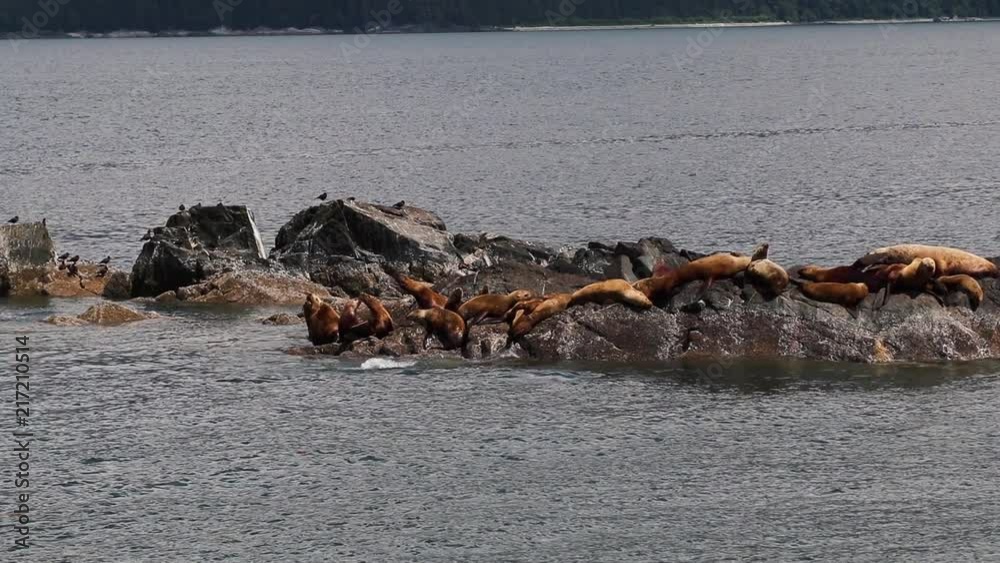 Steller sea lions, Eumetopias jubatus, also known as northern sea lions, sunbathing on rocks. They are a near-threatened species and are also the largest of the eared seals. Steller sea lions, Eumetopias jubatus, also known as northern sea lions, sunbathing on rocks. They are a near-threatened species and are also the largest of the eared seals.