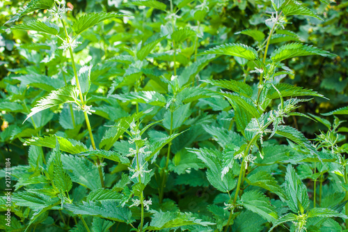 Stinging nettles or urtica medical herb close up, colorful and vivid plant, natural background