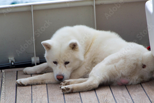Alaskan Malamute, dog breed