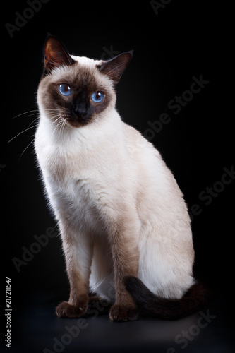 Thai cat on a black background