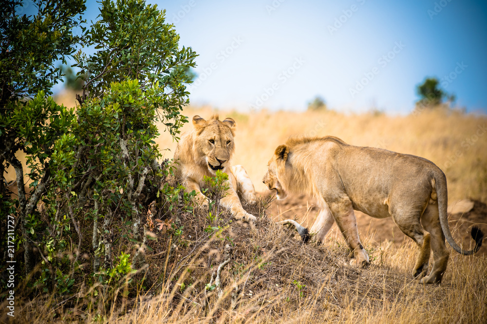 Fotografie lion