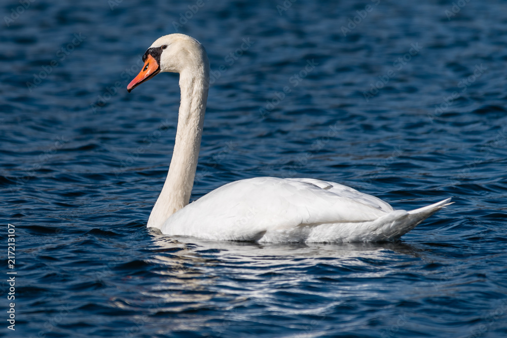 Fototapeta premium Mute Swan (Cygnus olor)