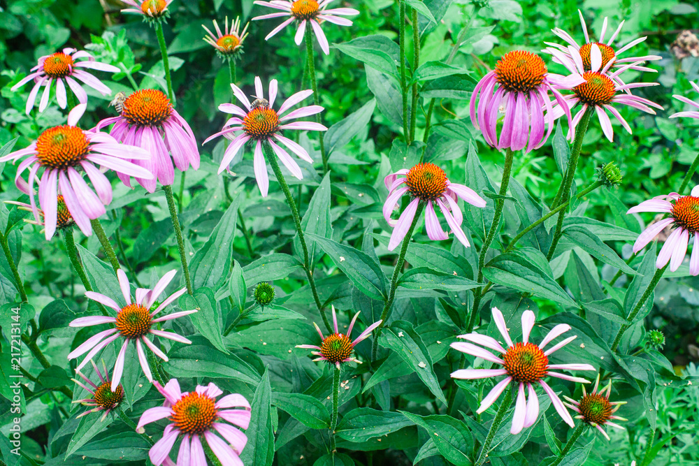 Obraz premium Echinacea purpurea or purple coneflower medicinal herb, blooming flower close up, colorful and vivid plant, natural background