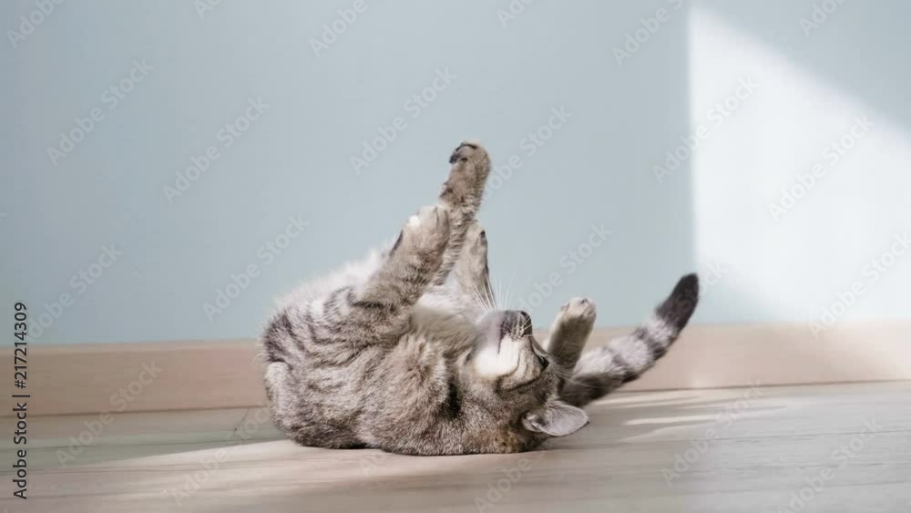 kitten rest in sunny room, slow motion video
