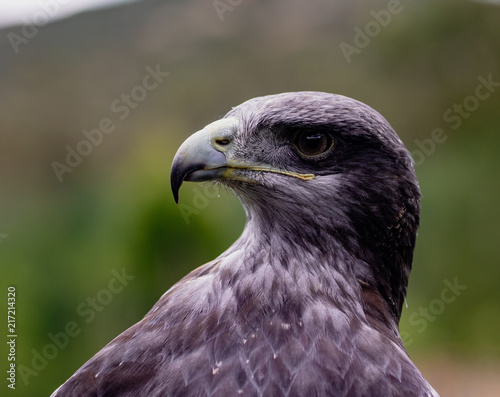 Close-up of Black-Chested Buzzard-Eagle head photo