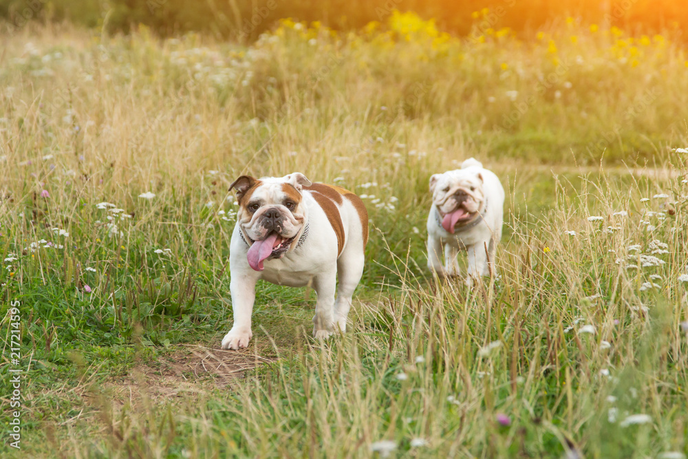 Two English Bulldog walk in field green grass