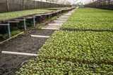 Row of young green lettuce in Brazil