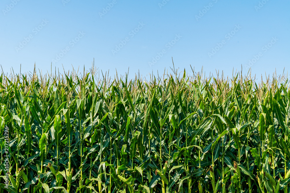 Corn stalks in a field with clear blue sky Corn stalks in a field with clear blue sky
