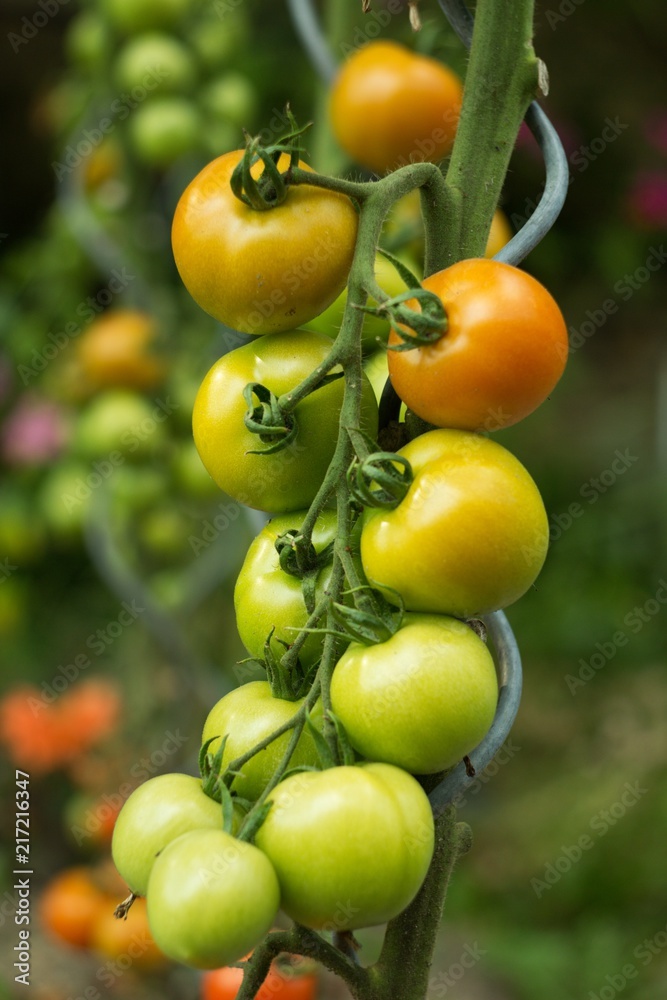 Ripe tomatoes in the home garden, vegetables from the biofarm.