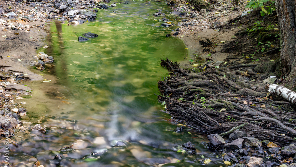 Fototapeta premium The roots of a tree in a forest stream. Stream Repinka in the city of Obninsk, Russia 