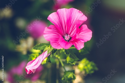 Beautiful bright pink mallow flower growing in a garden on a summer day, dark background, romantic, moody blurry picture © Lioneska