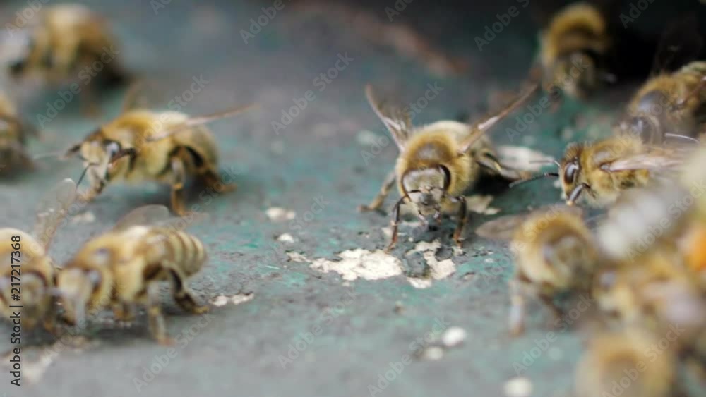Slow motion close up shot of a bee swarm at a beehive Slow motion close up shot of a bee swarm at a beehive