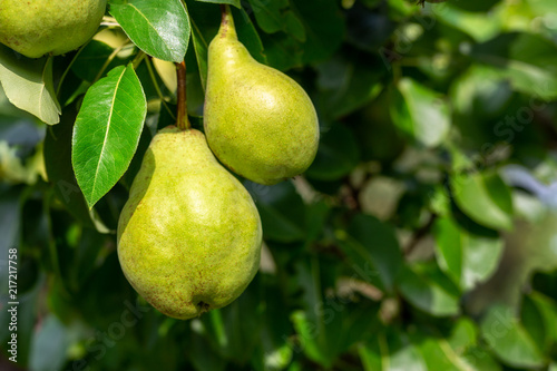 Close-up many big ripe tasty juicy pears growing on tree in orchard. Healthy organic bio fruit natural background. Harvest season concept
