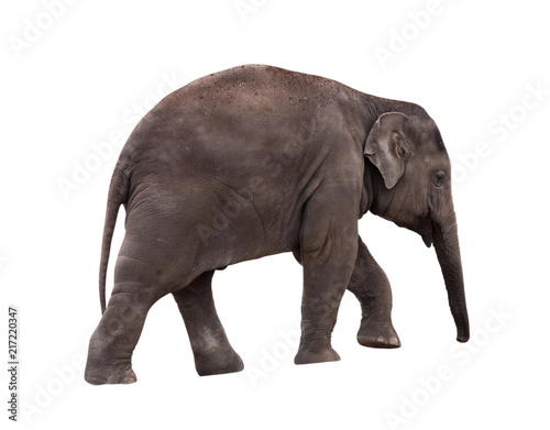 Small elephant isolated on white background