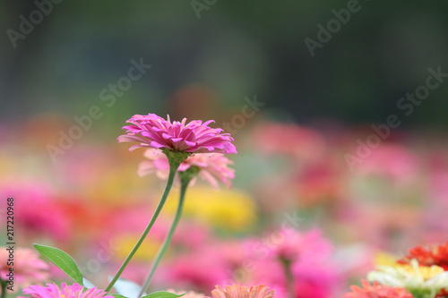 Pink Zinnia Elegans beauty in nature background soft and bright in summer at public park of Thailand