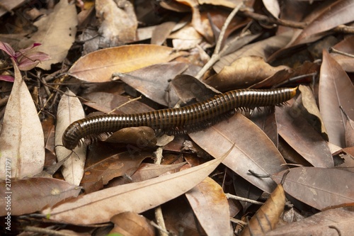 Millipede in nature photo