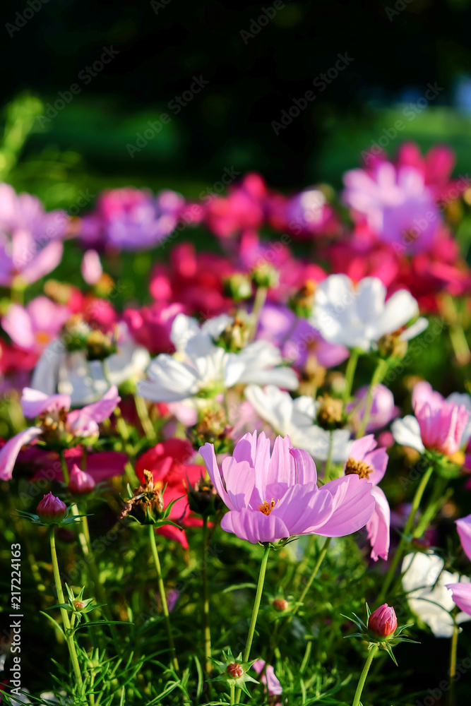 Uplifting colorful Cosmos flowers under the cheerful sunlight. Popular decorative plant for landscaping of public and private recreation areas.