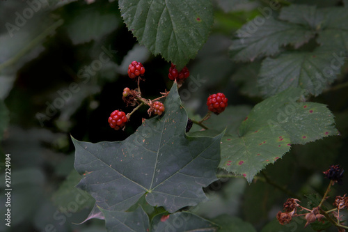 Rote Brombeeren