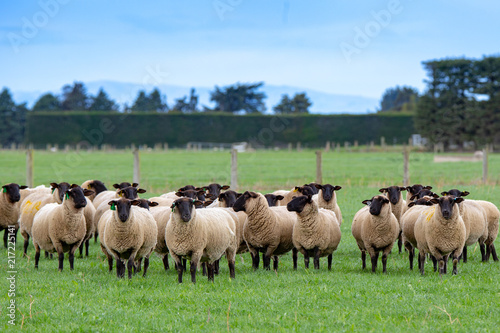 Fototapeta A flock of pregnant suffolk ewes in a green grassy field