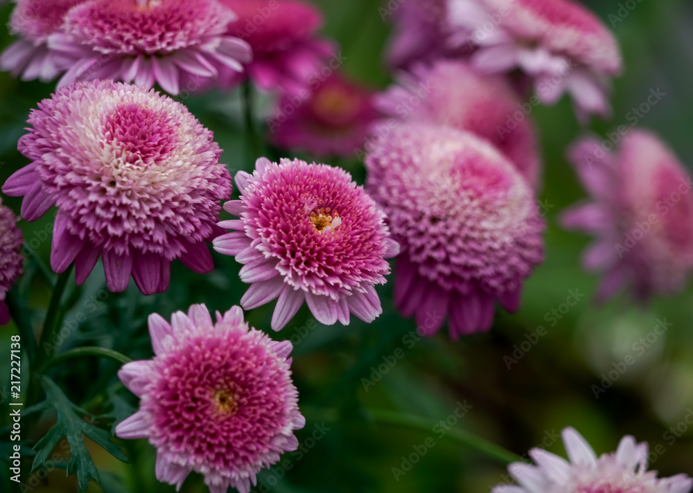 ポンポン菊 ポンポン菊