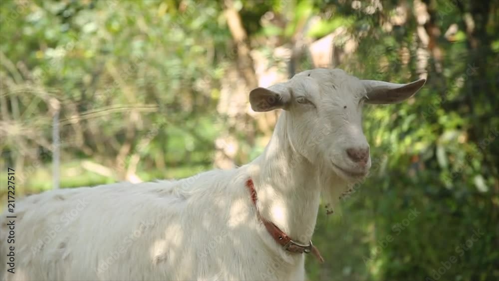 Goats looking through a fence waiting on a snack. Goats looking through a fence waiting on a snack.
