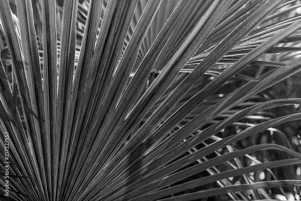 Obraz premium palm tree leaves background