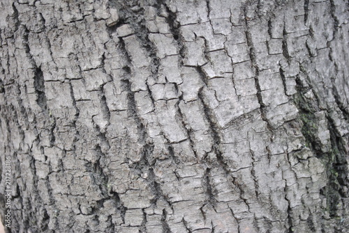 Árbol textura 4