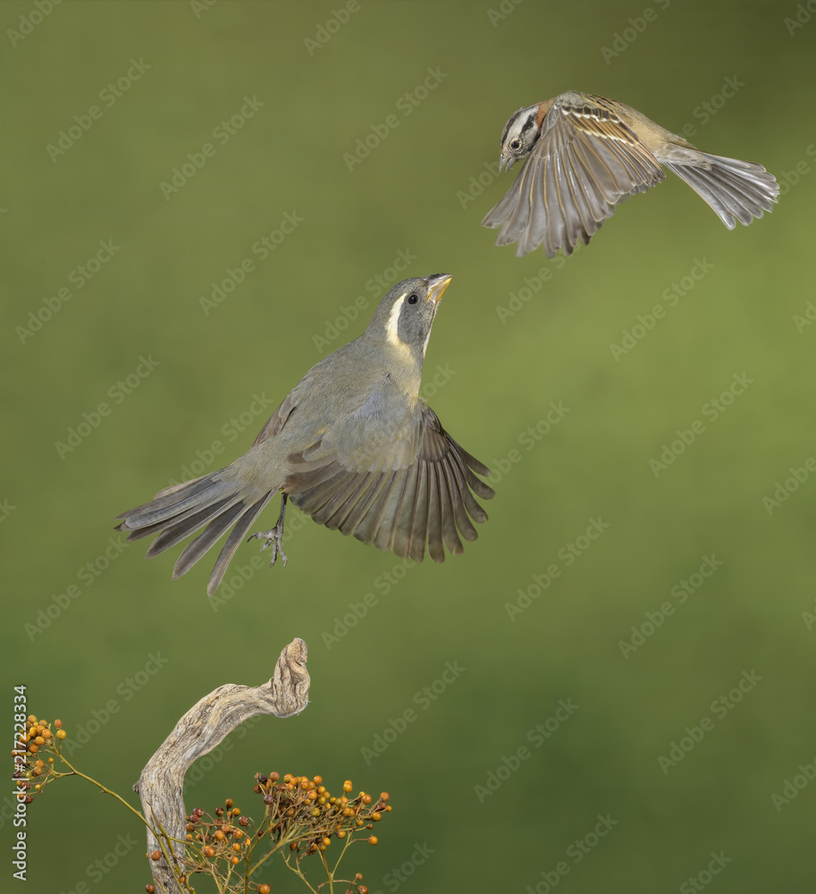 Obraz premium Flight